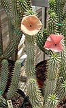 Hoodia Gordonii is famous for its effects as an appetite suppressant and mood enhancer. . 
